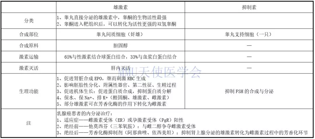 2睾丸的内分泌功能