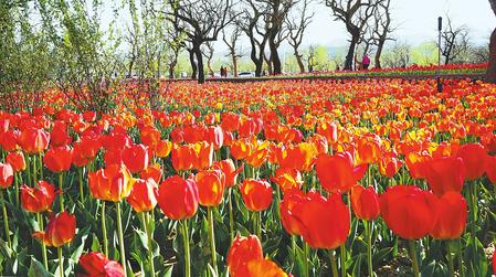 永靖县刘家峡镇黄河花堤几十万株郁金香陆续盛开