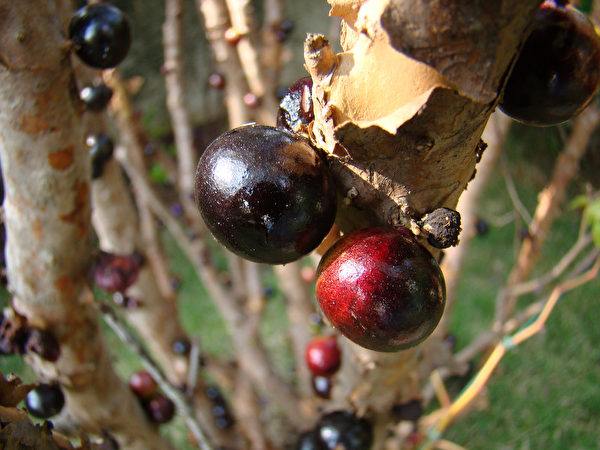 6,猴子果(monkey fruit)