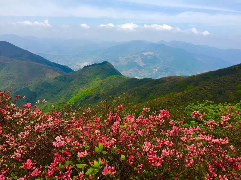 【最美】桐庐这座山上已现漫山遍野"火烧云"美景,刷屏