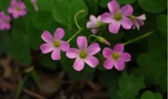 绿意生活四月不认花春去徒伤悲相约自然周末在杭植看野花野草