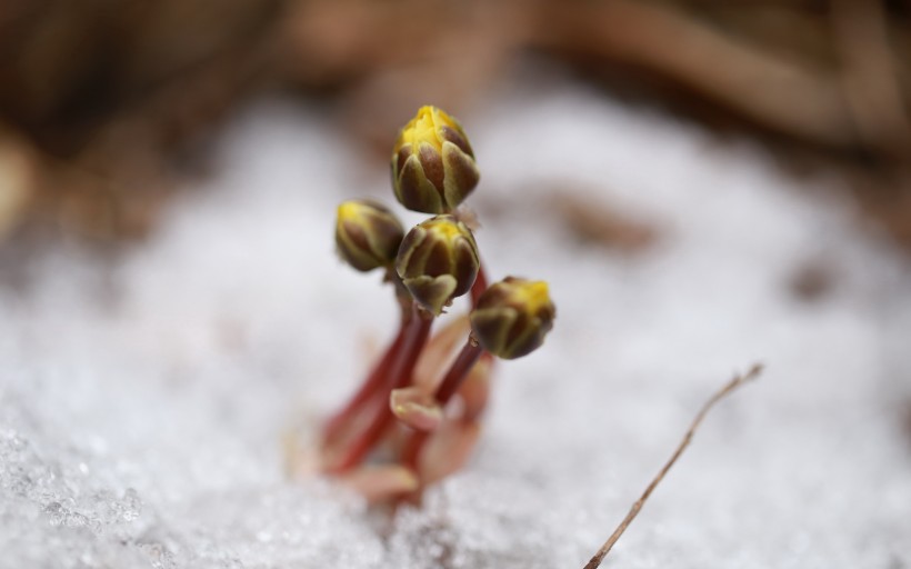 冰凌花|侧金盏花|雪莲花|福寿草|冰溜花图片_东北