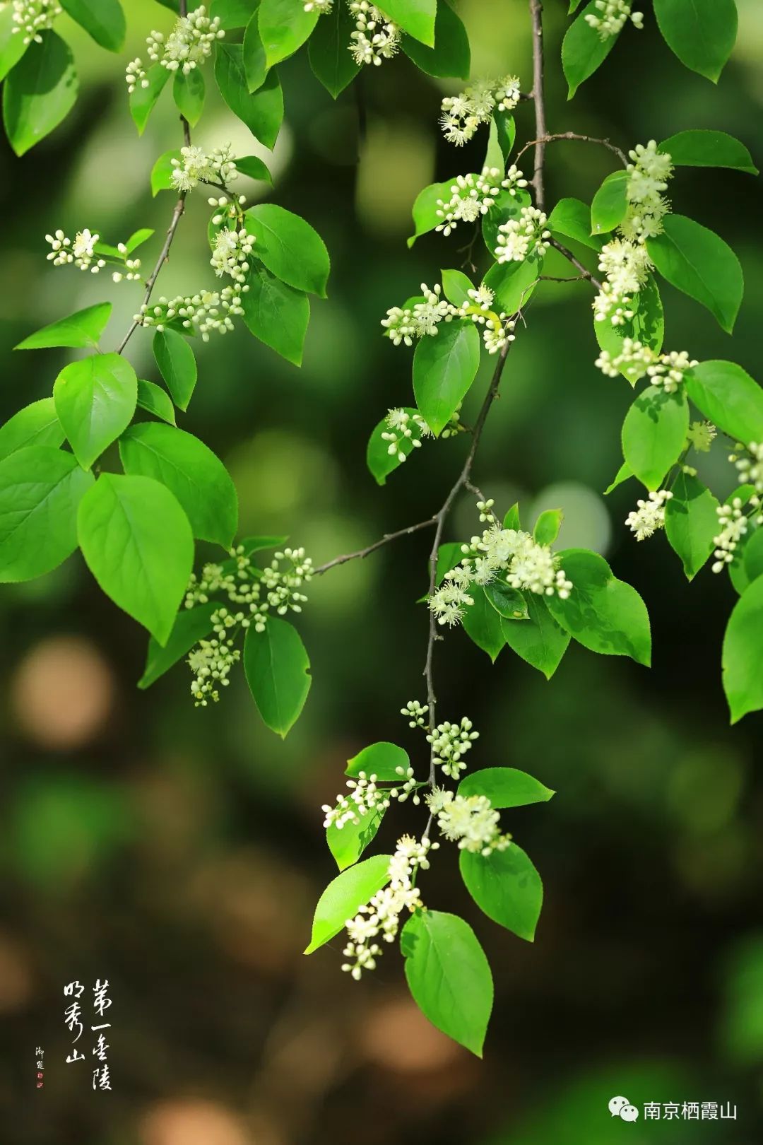 【栖霞山植物百科】白檀:春天的小确幸,来自你精致的花朵