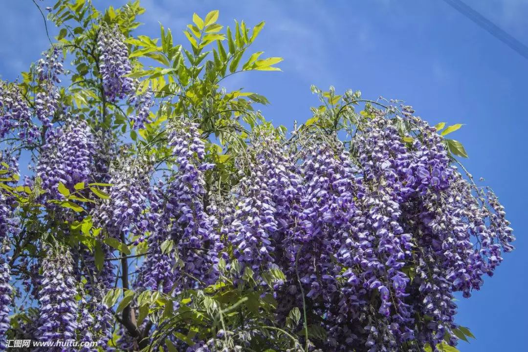 一口槐花饼,十里槐花香,家乡的槐花儿开了,等你回来吃