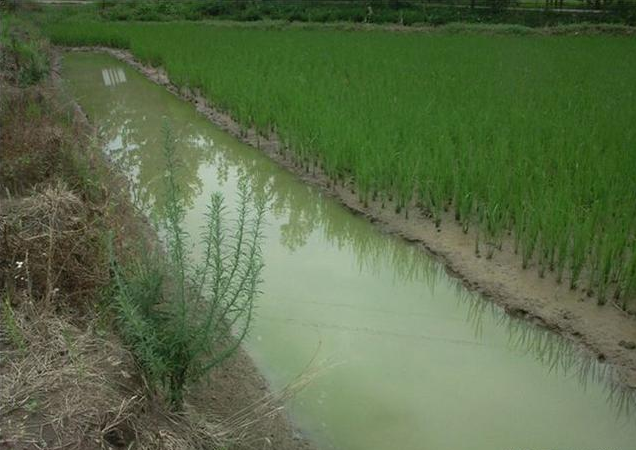 稻田养虾如何开沟?水稻能不能打药?稻虾共作的关键