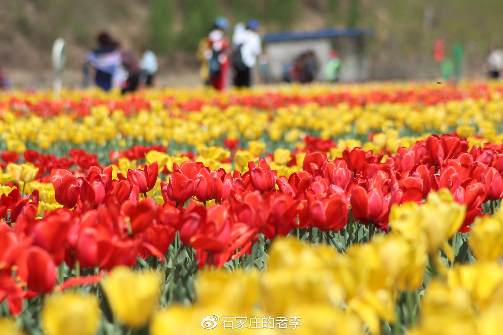 狼牙山下万亩花海竞相盛开, 吸引中外游客踏春来!