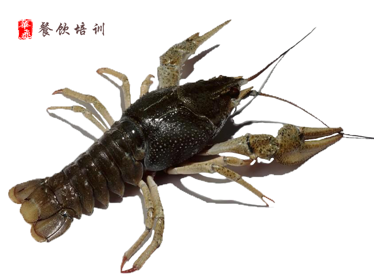 下面介绍咋们中国本土的淡水小龙虾--蝲蛄,学名"东北黑鳌虾"也被称"
