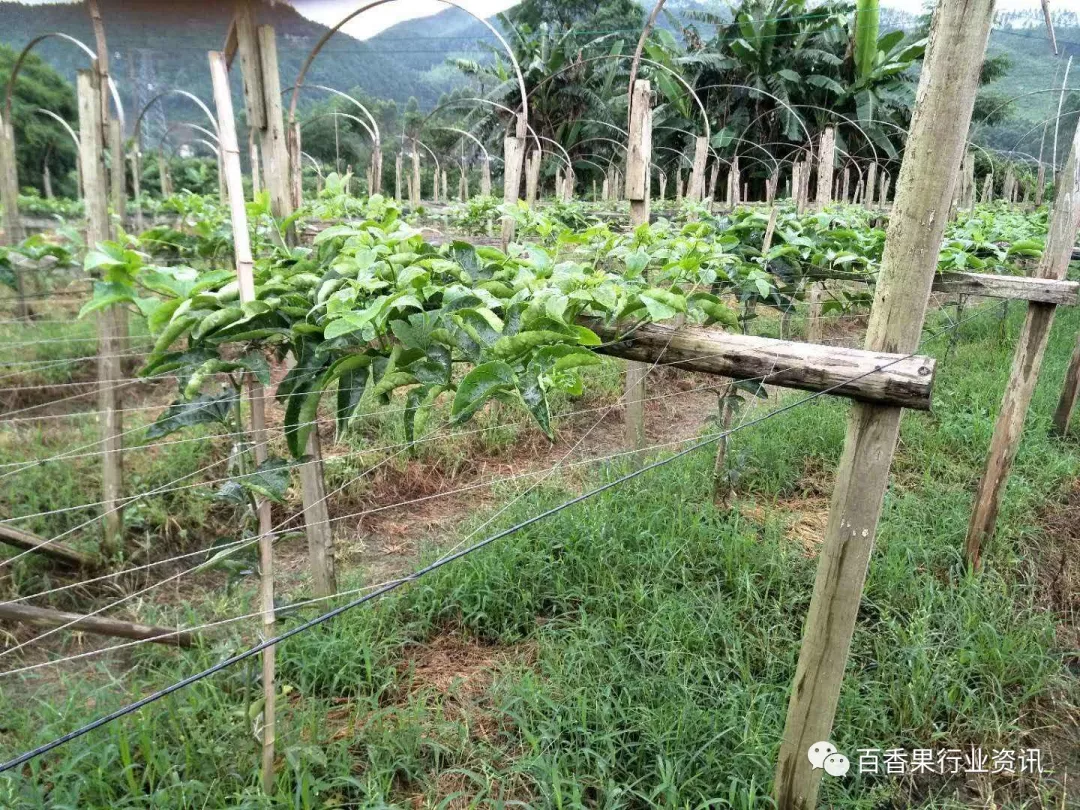 百香果门式种植的优缺点