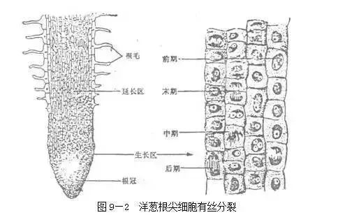 色素的原理_激光治疗色素病变原理