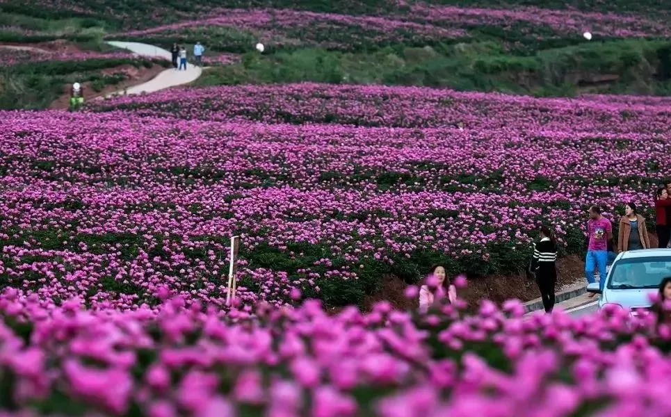 金堂的芍药花已经开满花田,一片紫色海洋.