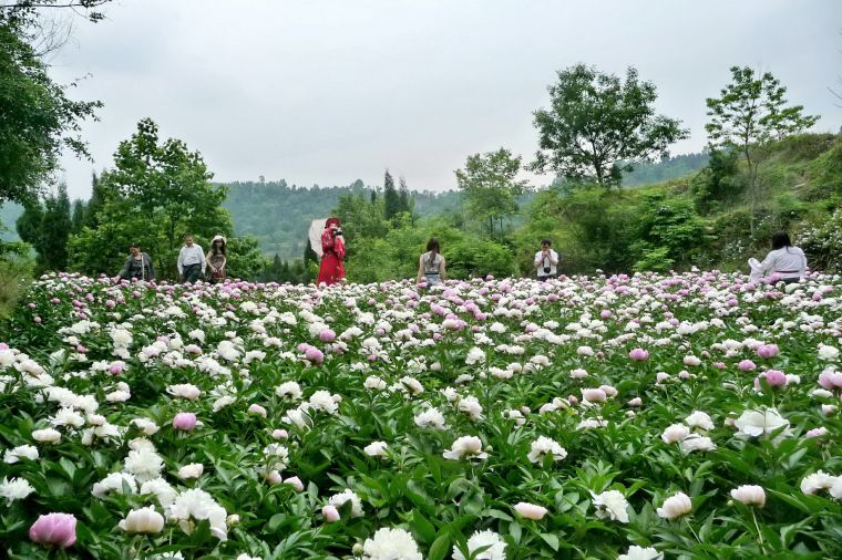 中江遍开芍药花 走好"乡村振兴"路