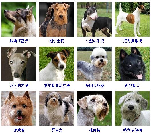 萌宠道场:目前世界上大约有多少狗的品种?它们是如何