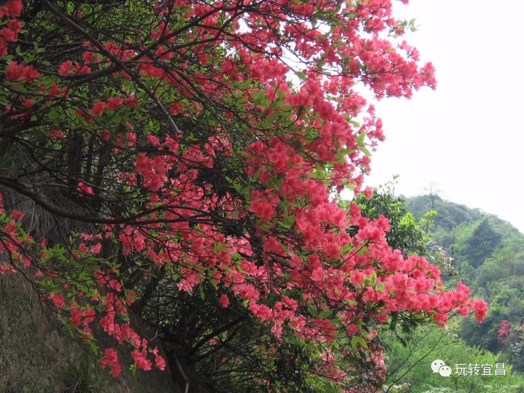 宜昌四月天,背马山上看杜鹃