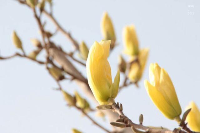 你认识玉兰花吗知道它有多少种颜色的花朵吗