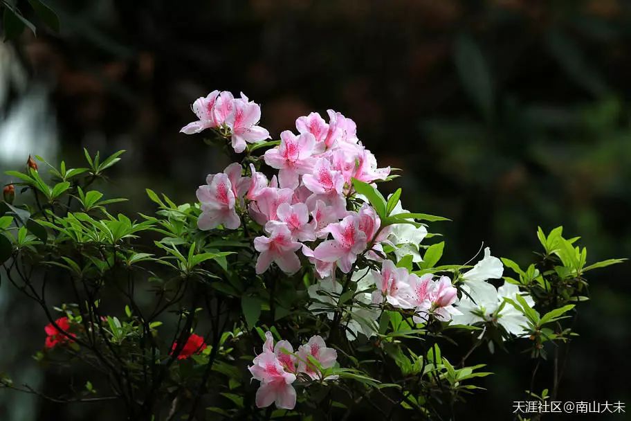 春天,  让野花蔬菜花也光彩夺目.