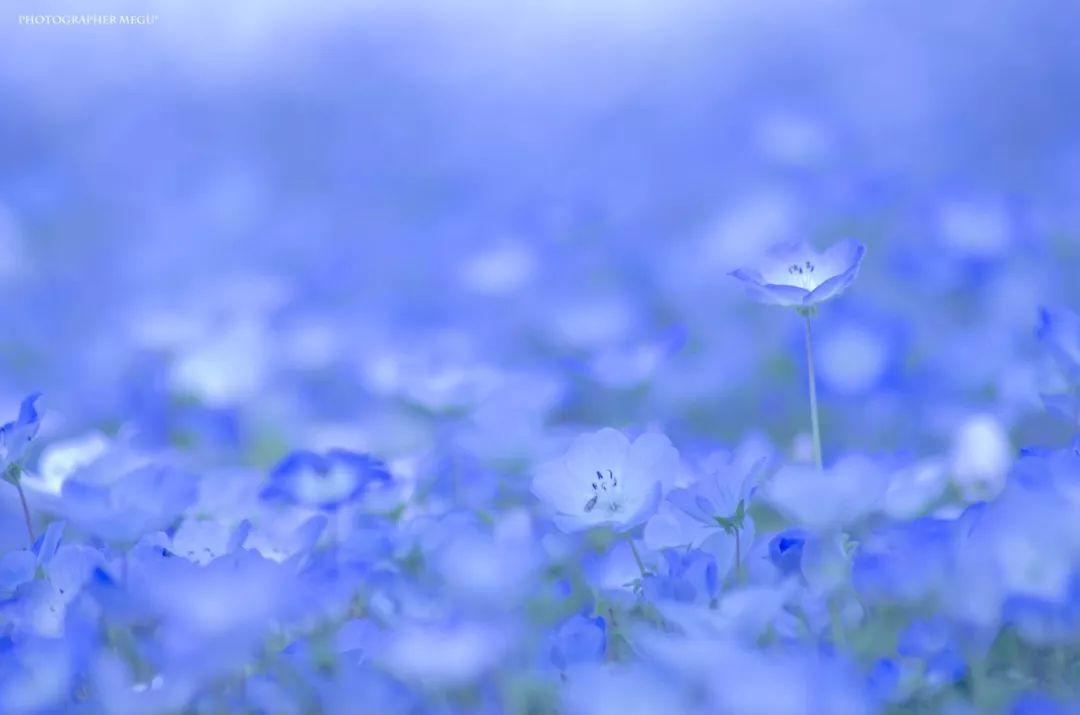 比樱花还惊艳的日本蓝色花海,有"毒"!