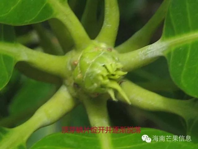 芒果植物学特性——茎和叶