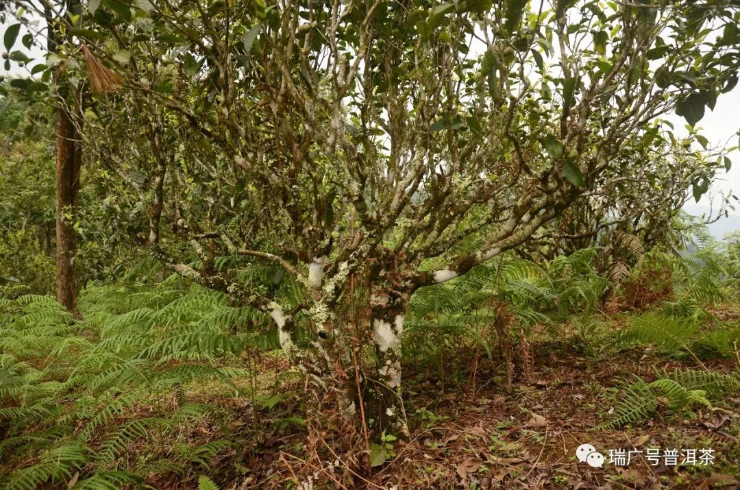 落水洞古树茶作为易武高品质茶代表,在口感上也具有代表性,茶香高扬