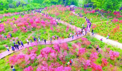 畅游杜鹃花海