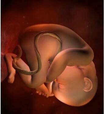 宝宝在子宫里从萌生到分娩0-40周3d还原图,准妈妈必看