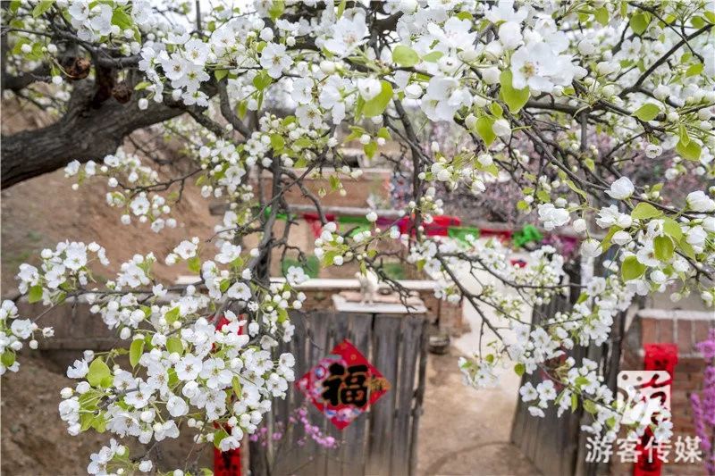 资讯|第二届喀左全域赏花节暨大营子乡第七届梨花节