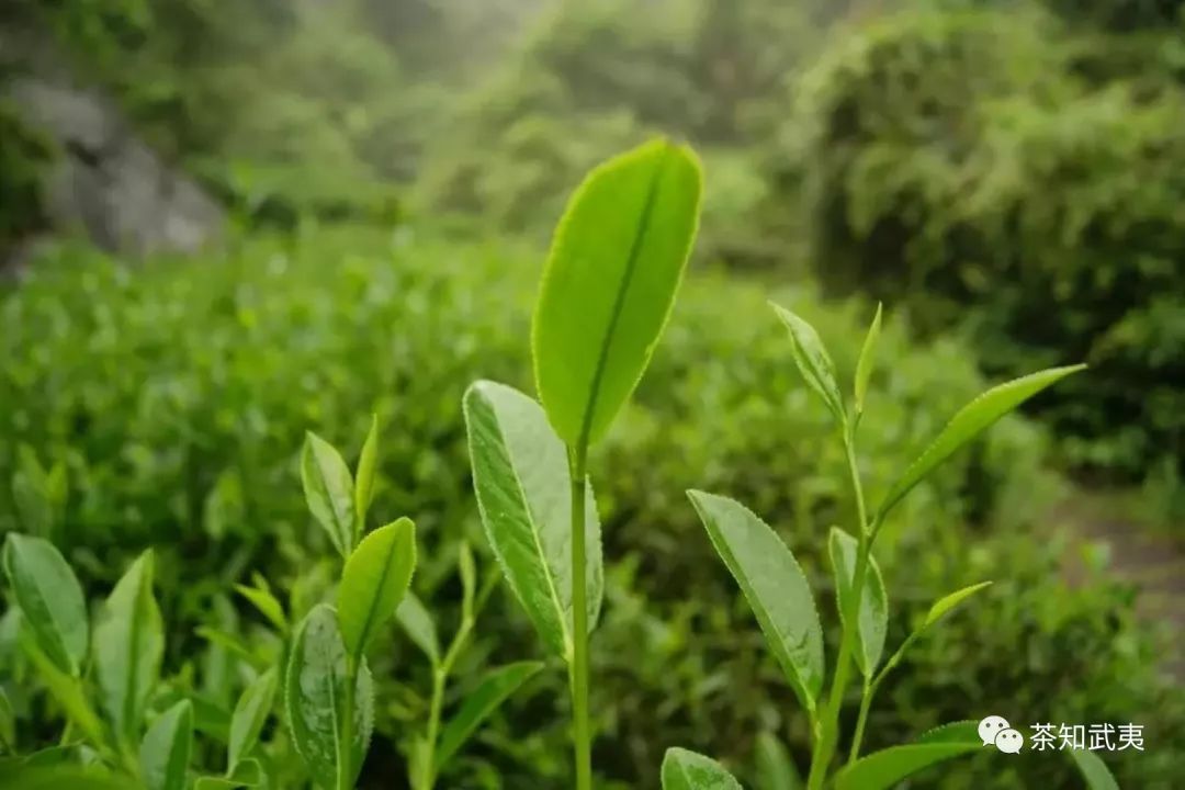 2018武夷岩茶真的说涨价就涨价了吗