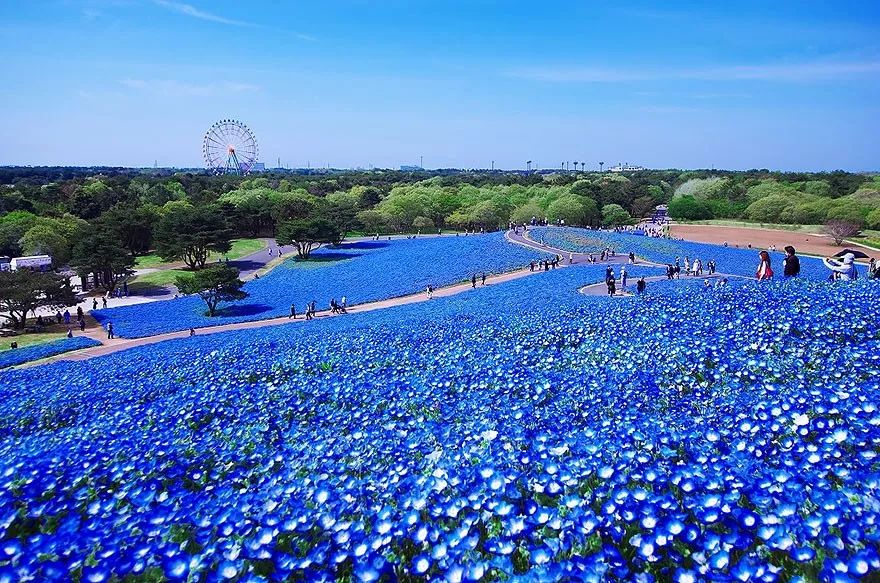 比樱花还惊艳的日本蓝色花海,有"毒"!