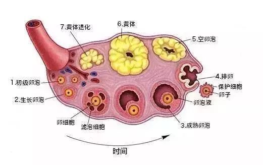 女白领夜跑后卵巢大出血生理期健身不是闹着玩的