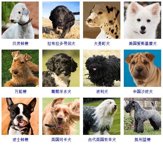 萌宠道场:目前世界上大约有多少狗的品种?它们是如何分类的?