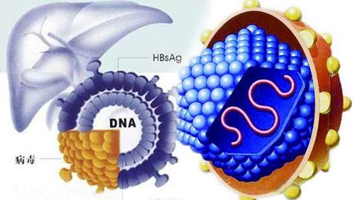 乙肝表面抗原阴性是什么意思?