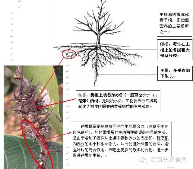 芒果的植物学特性根系