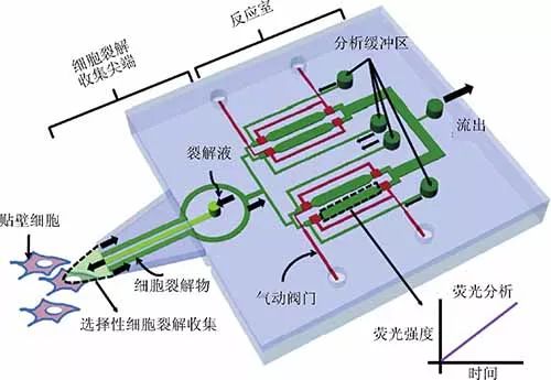 小芯片 大用途 | 微流控芯片细胞分析