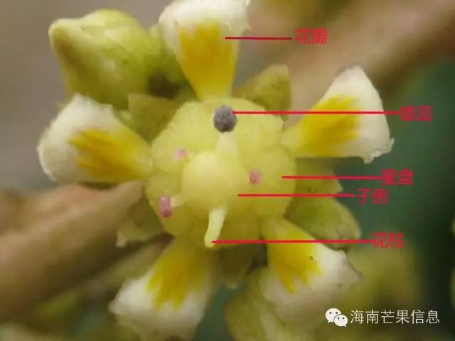 芒果植物学特性——花,果