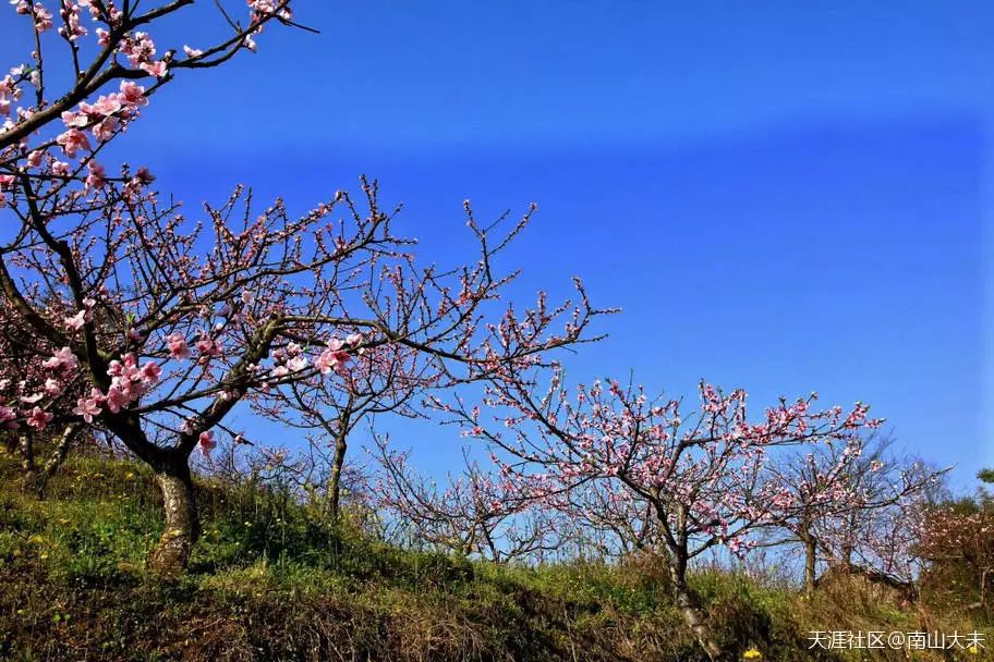 高清美图 | 草长莺飞三月天,沐浴在阳光里的重庆春景