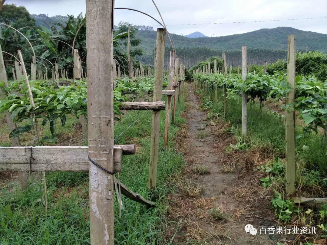 百香果"门式"种植的优缺点