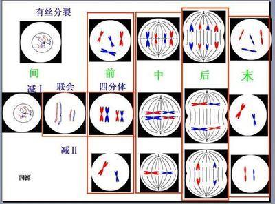 高一生物有丝分裂专题训练 - 测试题2