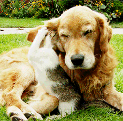 搞笑gif圖片：也就是金毛能這樣對你，有本事你換只狗試試 生活 第1張
