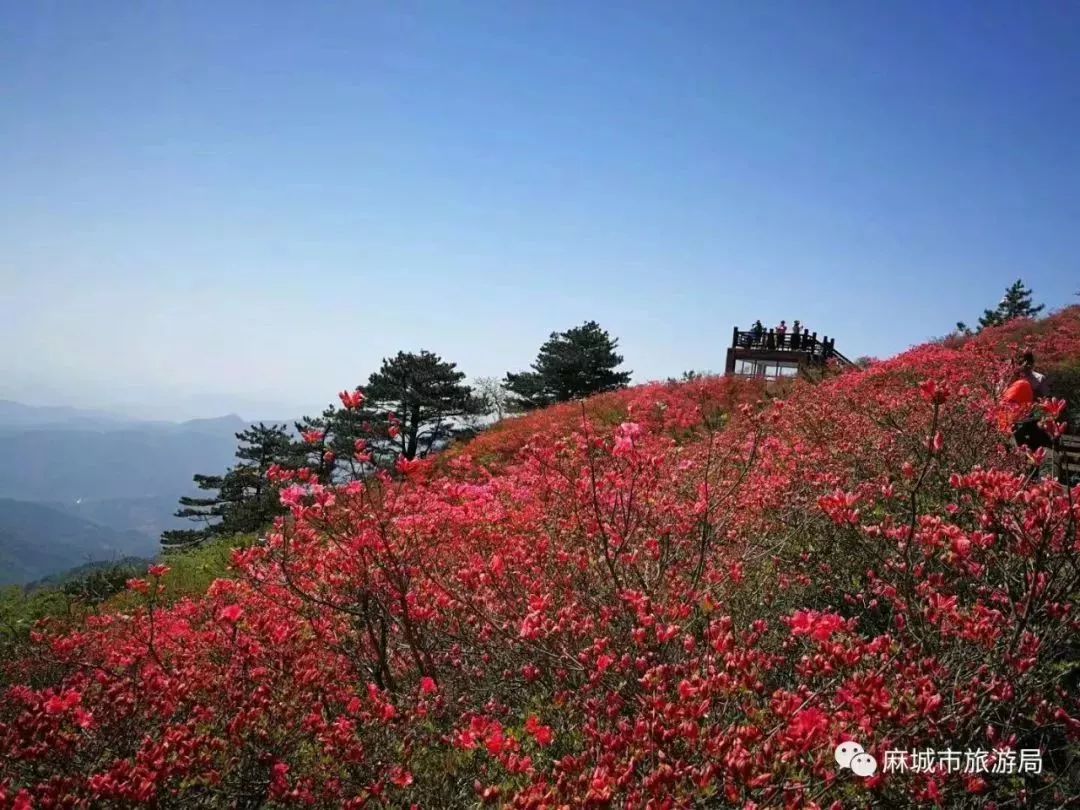 盛景初现,麻城龟峰山杜鹃花海大面积绽放,快看今日超美实拍图!