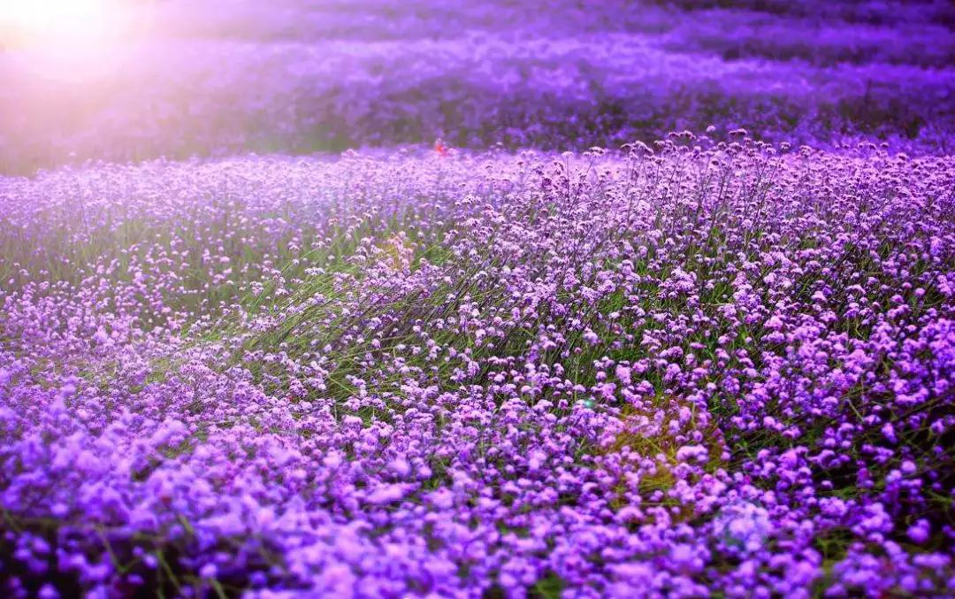 8000平紫色花海来袭!这个秘密花园,紫色马鞭草,杜鹃,紫藤花.美翻天啦!