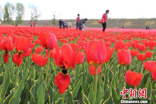 新疆五家渠开启郁金香花季 200万株郁金香供游客免费