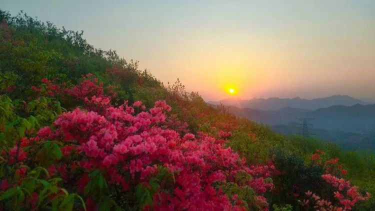 绍兴新昌大岩岗的杜鹃花已开成海错过又是一年