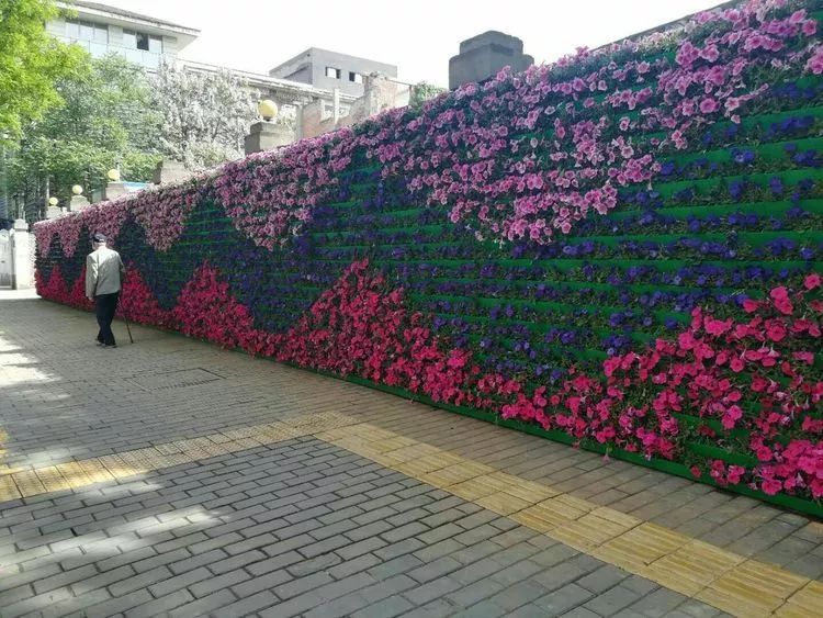 春满中国·醉西安 | 转角遇见最美花墙 和平路美的不像话