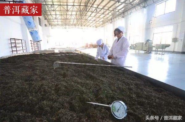 普洱茶熟茶渥堆发酵