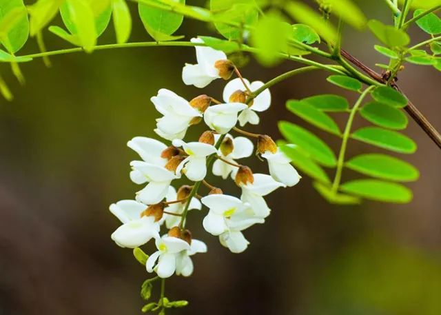 四月春浓 以花入馔——春季"吃花"指南