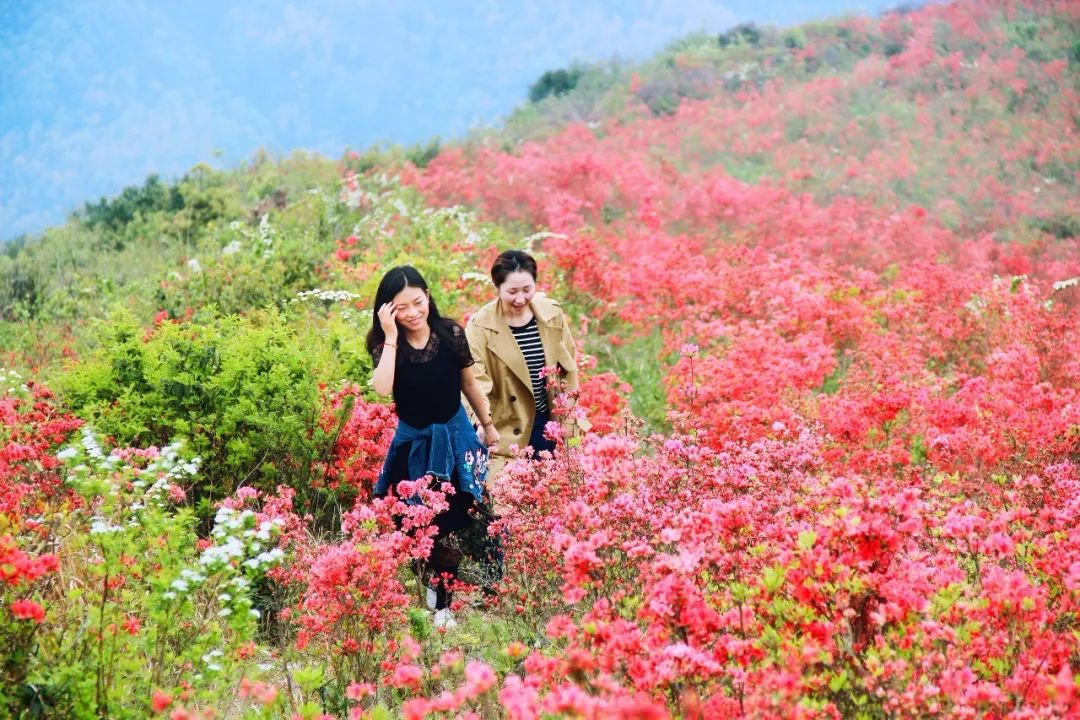 沙埠满山杜鹃花都上央视了!你还不过来看吗?