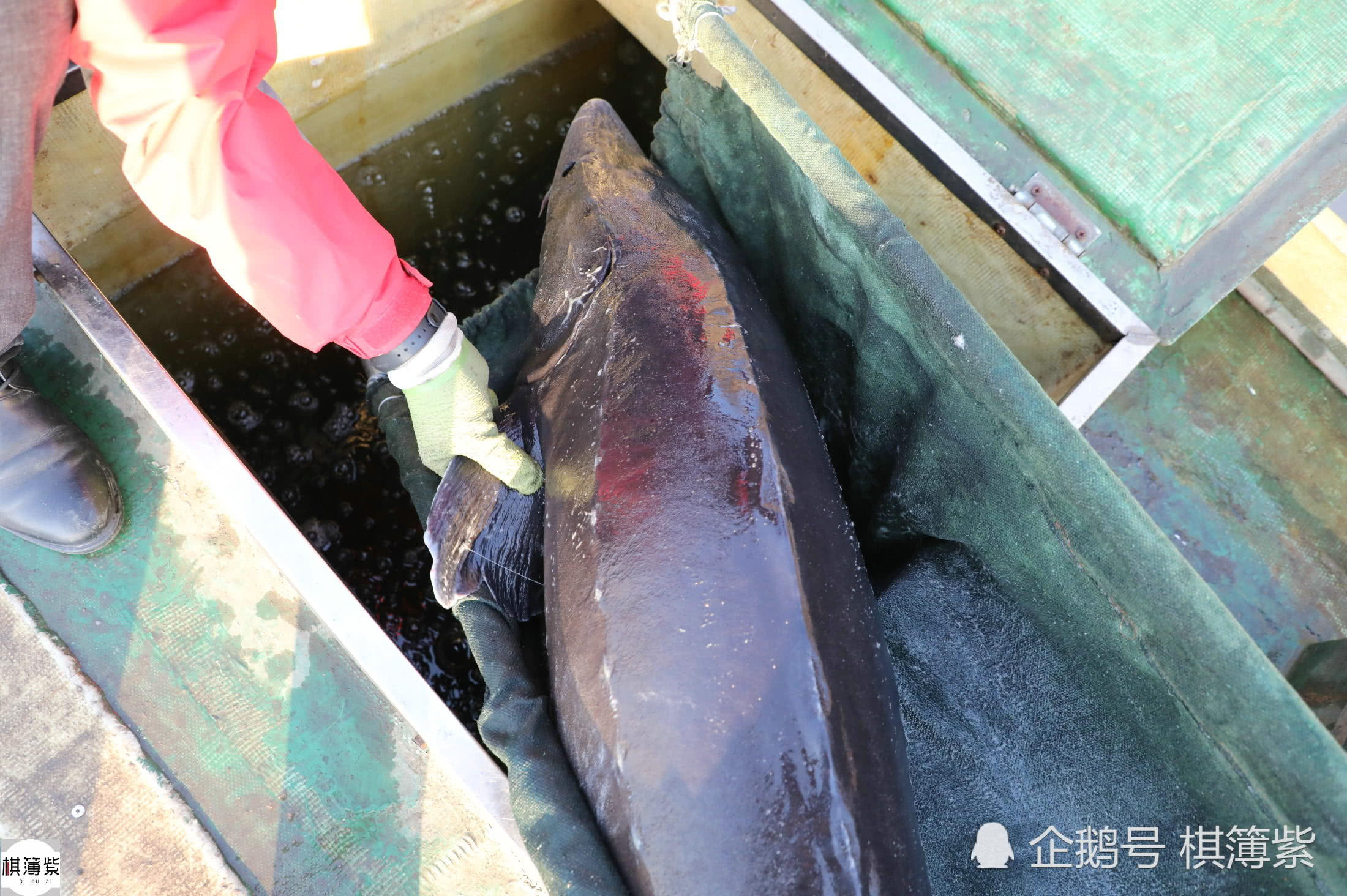 这些黑龙江的养鱼人12年前来到辽宁宽甸的河口,在鸭绿江进行鲟鳇鱼和