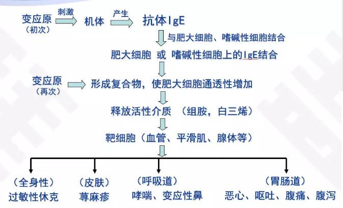 过敏性咳嗽的发病免疫机理在过敏儿童中,出生时的th2型免疫被肠道菌群