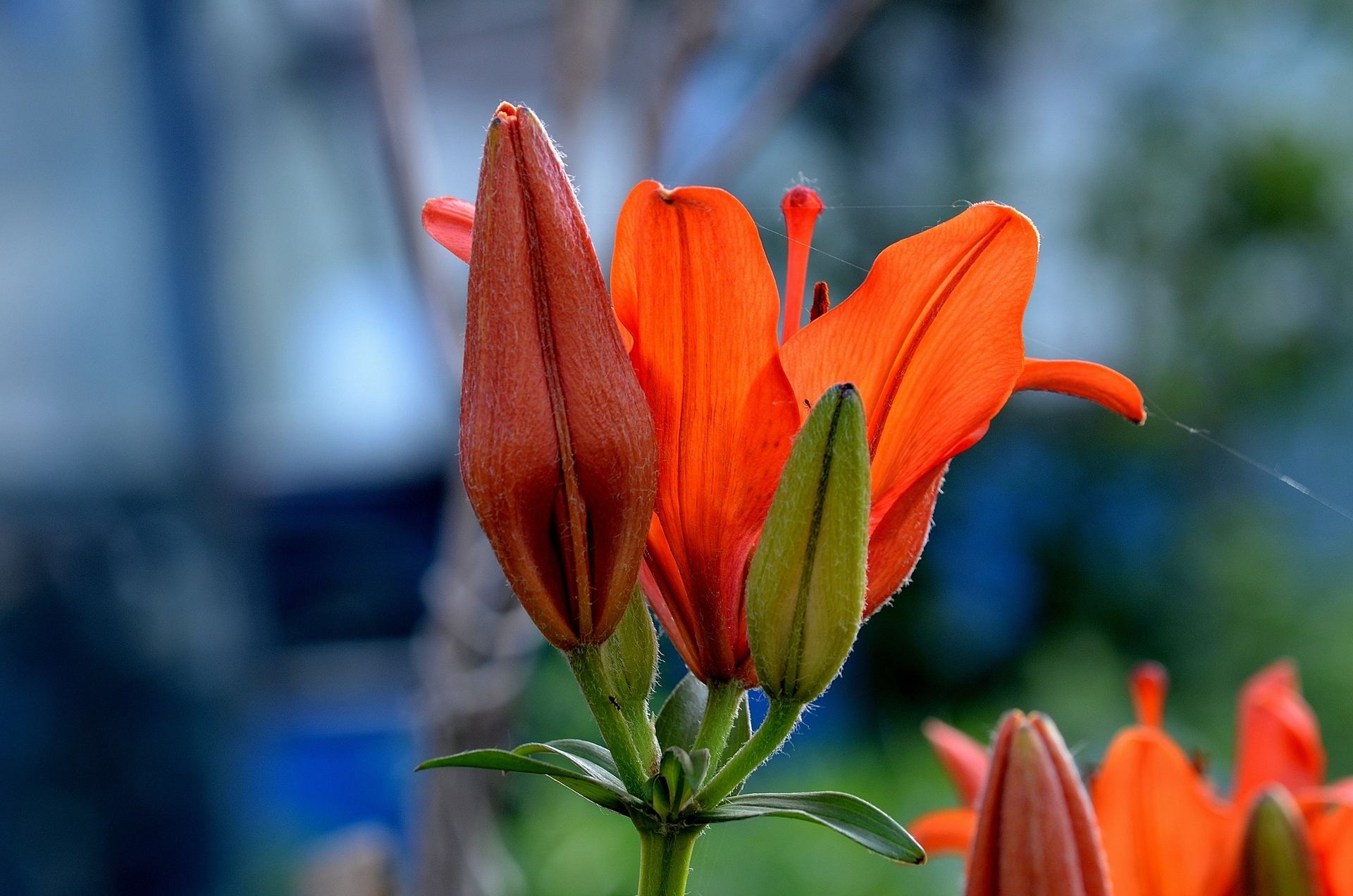 花语分享之百合花