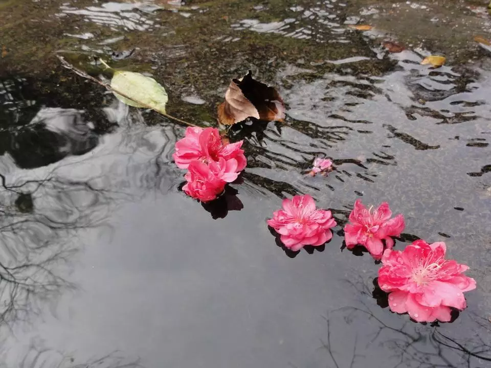 成语什么花流水_高山流水成语图片(2)