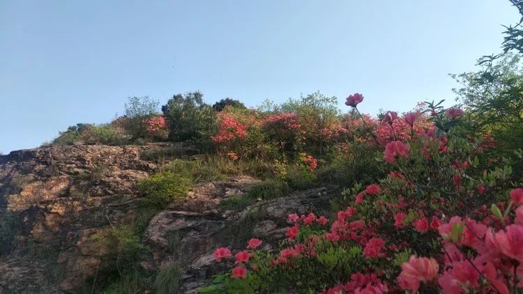 绍兴新昌大岩岗的杜鹃花已开成海错过又是一年